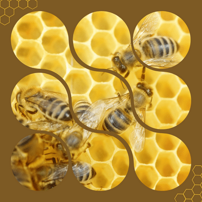 Wie Bienen das Bienenwachs produzieren