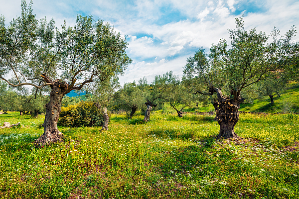 Olivenbaum Plantage Bild Adobe Stock Foto von Andrew Mayovskyy